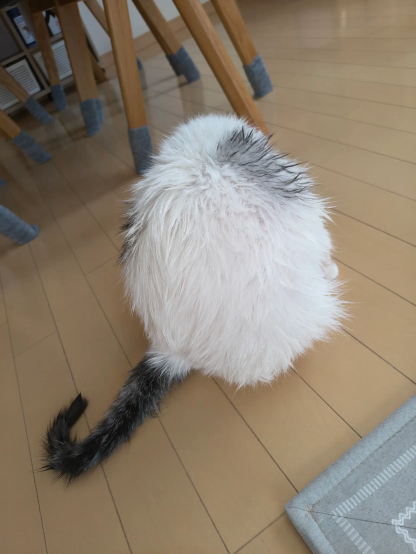洗いたてで毛がよれよれの猫が必死に毛繕いをしていてまんまるになっている写真
