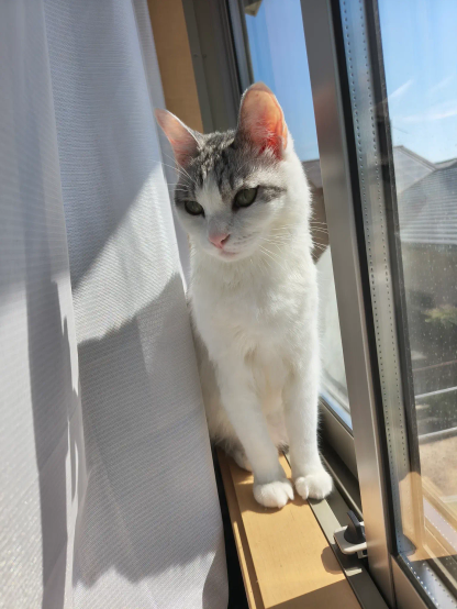 窓辺で日光を浴びながらムスッとしている猫の写真