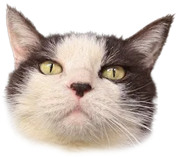 :real_cat: