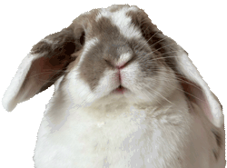 :real_lopeared_rabbit: